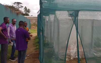 Du plantain pour lutter contre la maladie du Swollen Shoot du cacaoyer