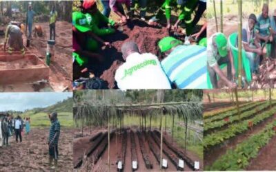 RADiUS Cameroun capitalise 490 résultats & outils agroécologiques en 2025